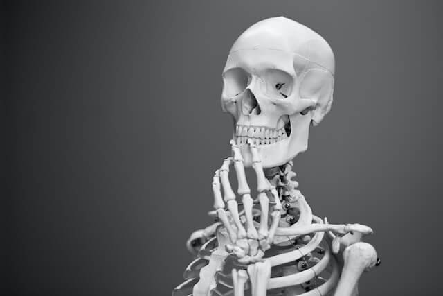 Bones and Joints: A 3D Exploration of the Skeletal System